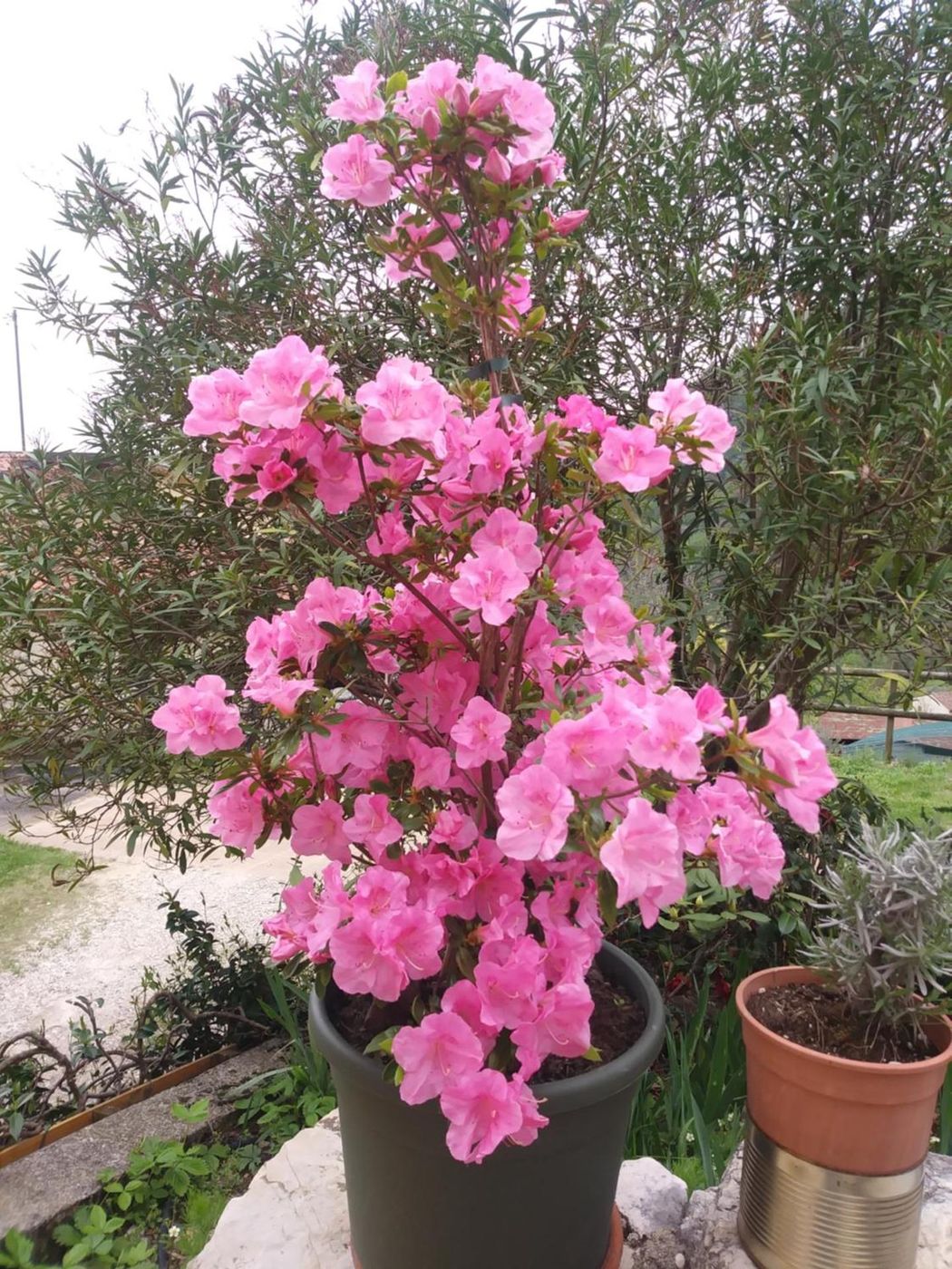Un'azalea rosa in fiore in vaso