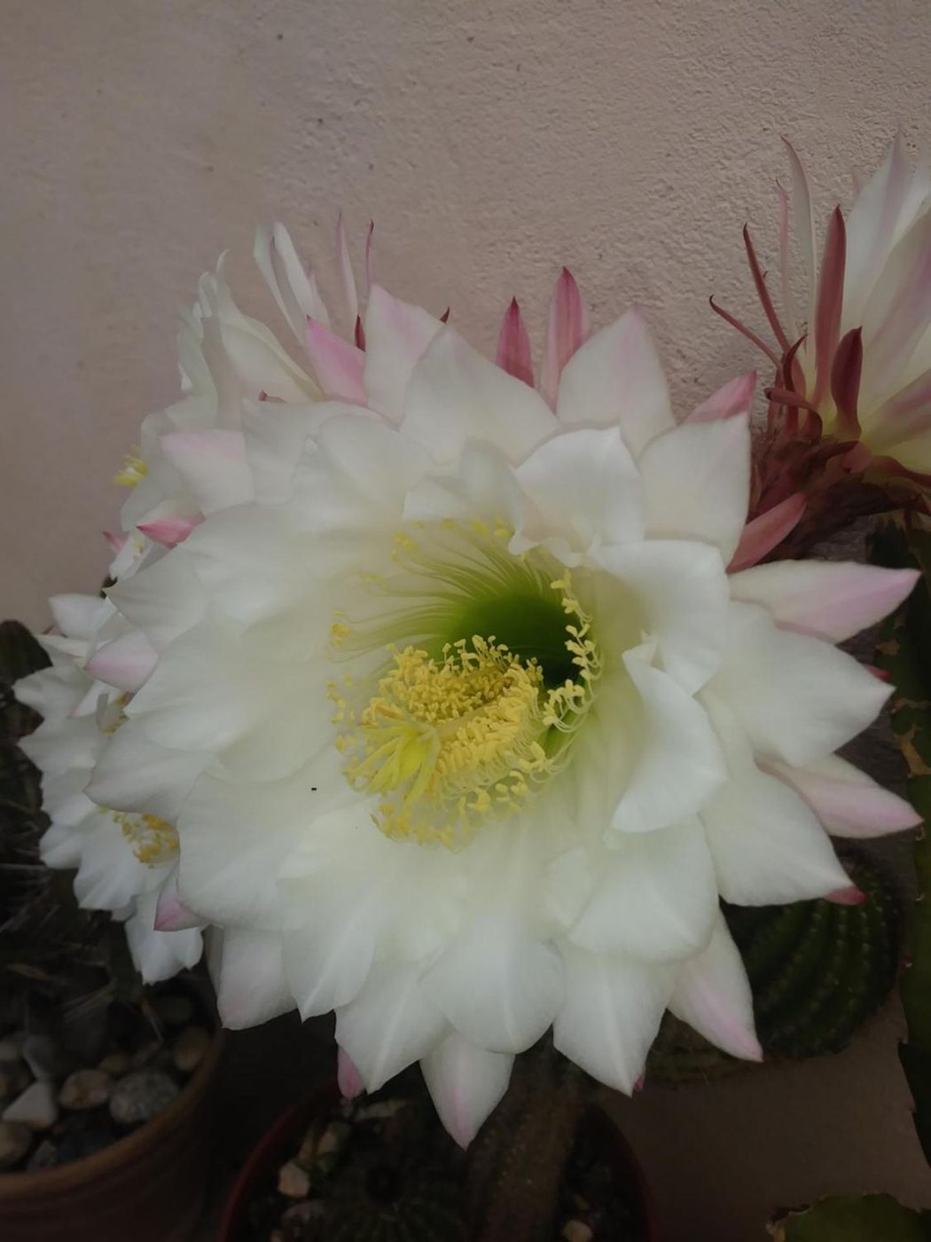 Un grande fiore bianco di cactus