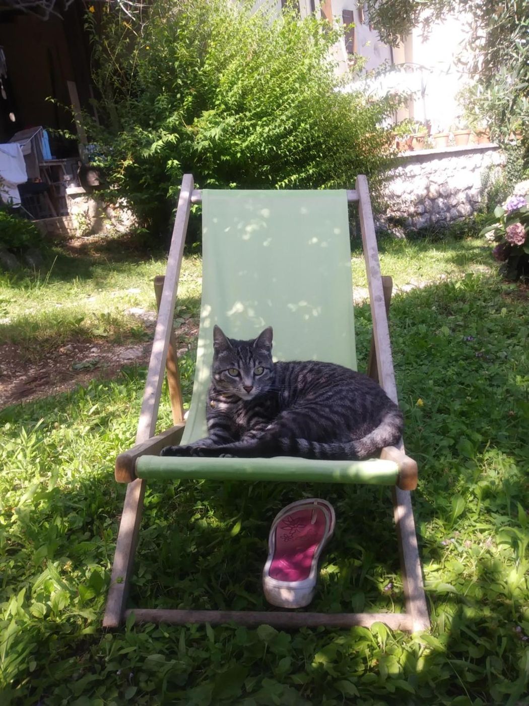 Il gatto di casa addormentato su una sdraio nel prato